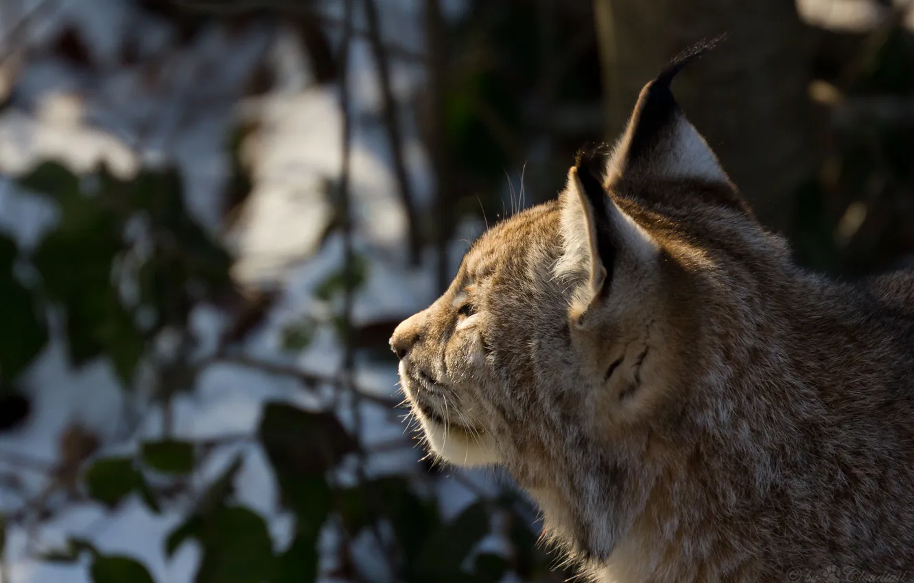 Photo wallpaper cat, face, profile, lynx