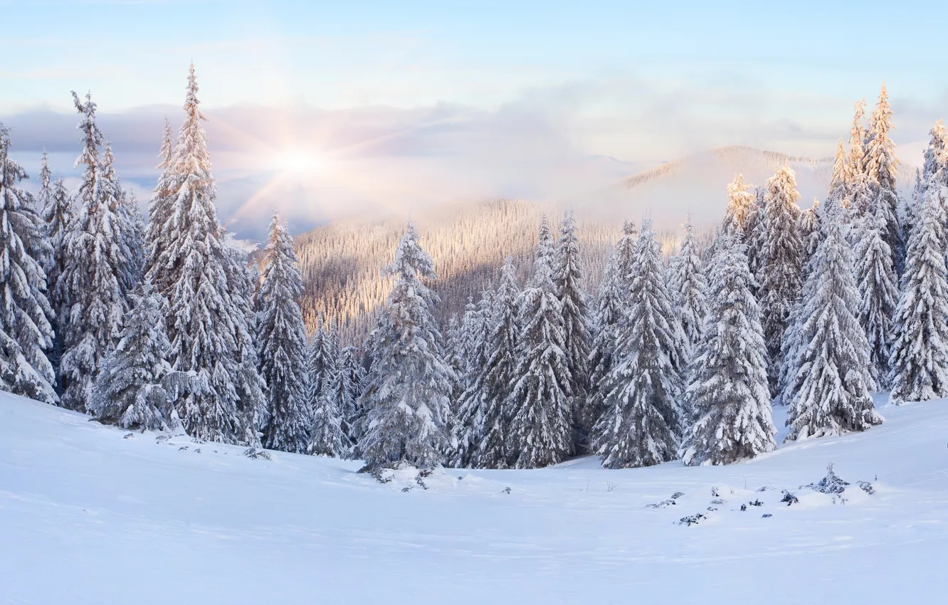 Photo wallpaper winter, forest, snow, dawn, hills, tree