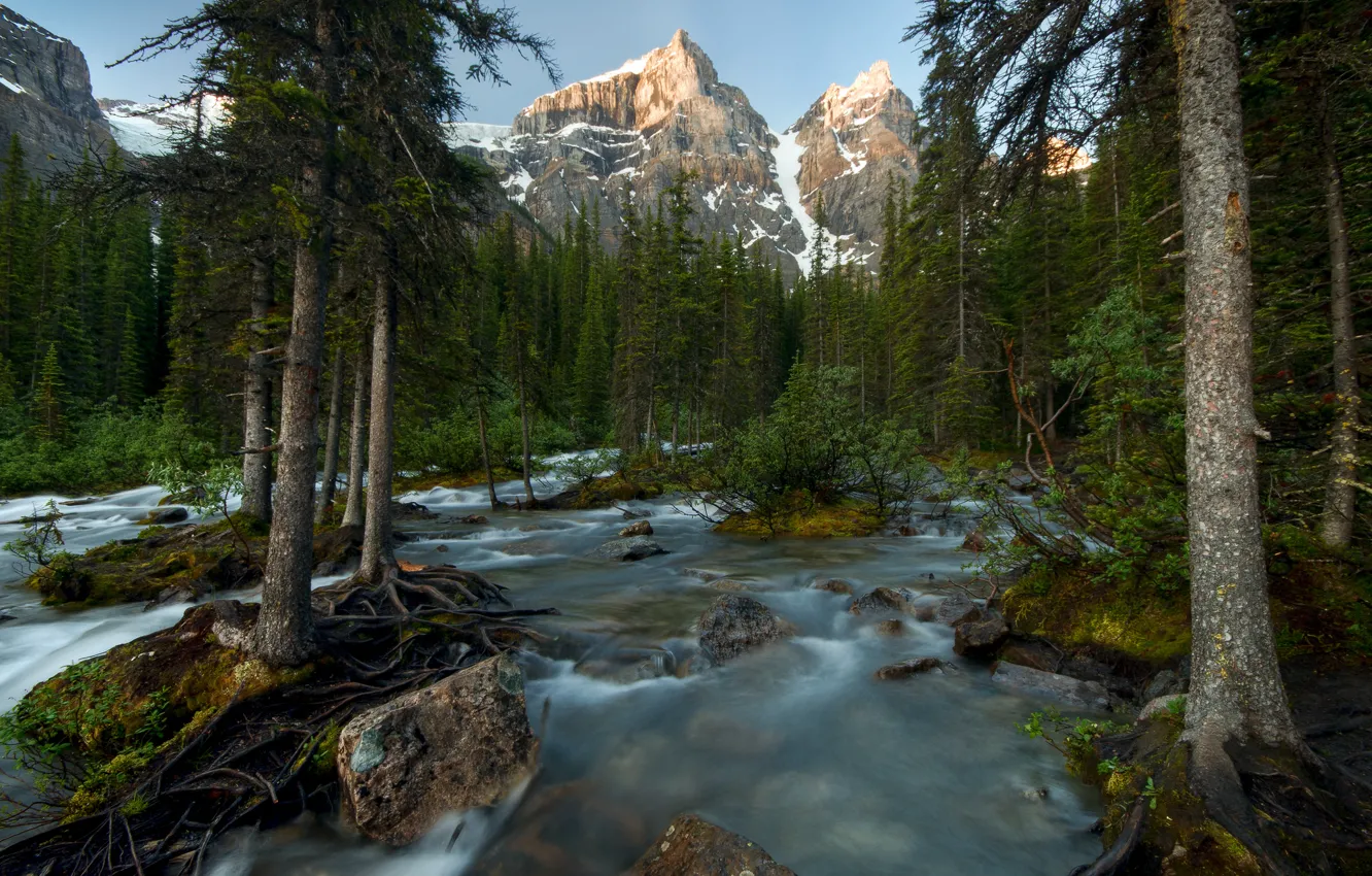 Photo wallpaper forest, trees, mountains, river, Canada, Banff National Park, Canada