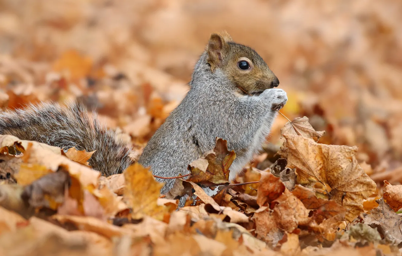Photo wallpaper autumn, animals, nature, background, foliage, protein, grey, squirrel