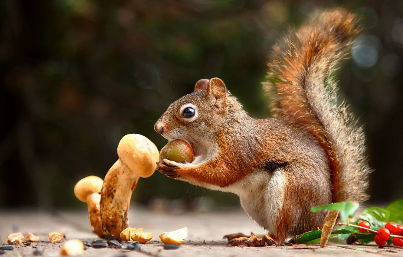 Photo wallpaper mushrooms, protein, meal