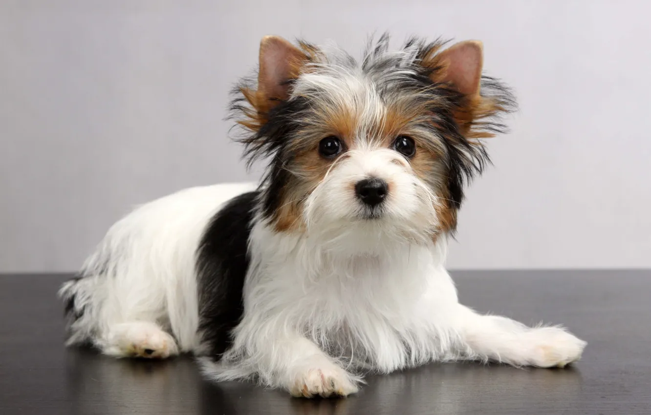 Photo wallpaper sweetheart, wool, Biewer-York