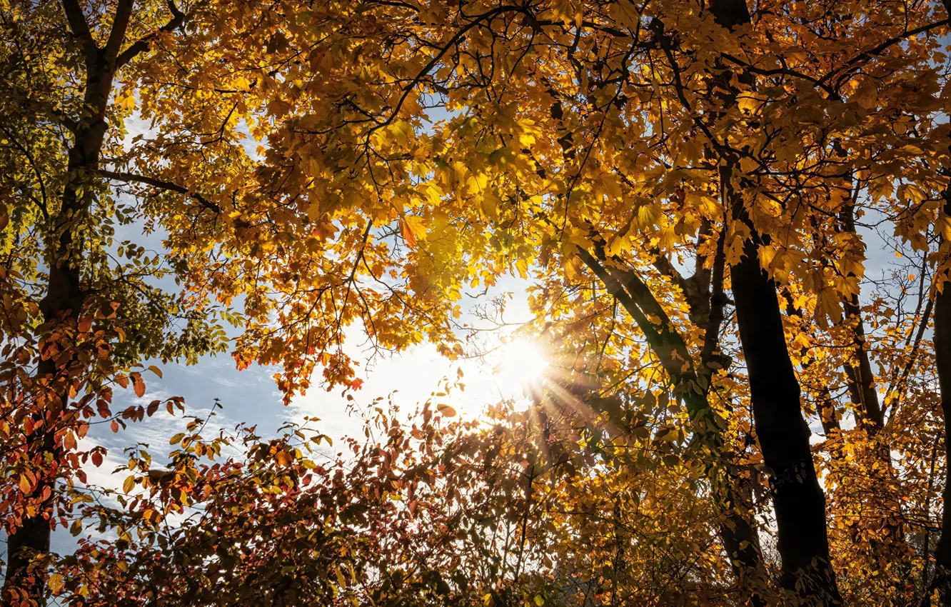 Photo wallpaper autumn, leaves, the sun, trees, branches