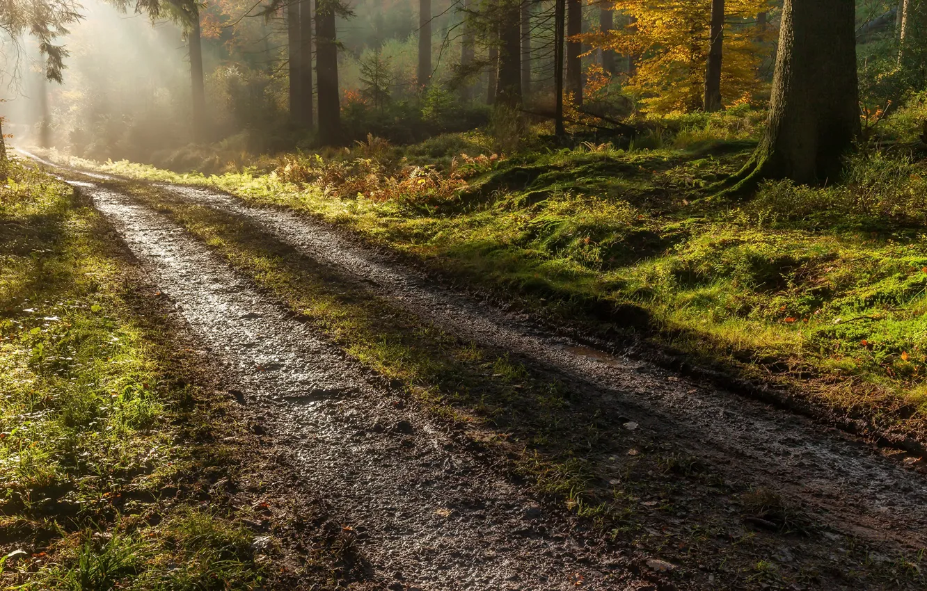 Photo wallpaper road, autumn, forest, morning