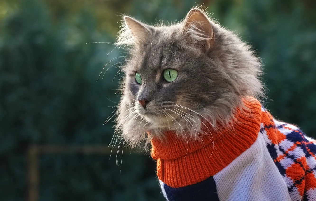 Photo wallpaper cat, cat, grey, background, clothing, jacket, sweater, outfit