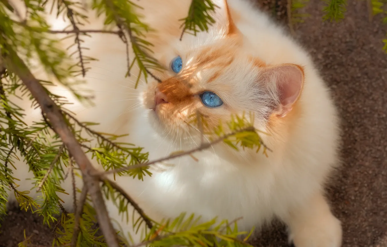 Photo wallpaper cat, look, pose, face, cat