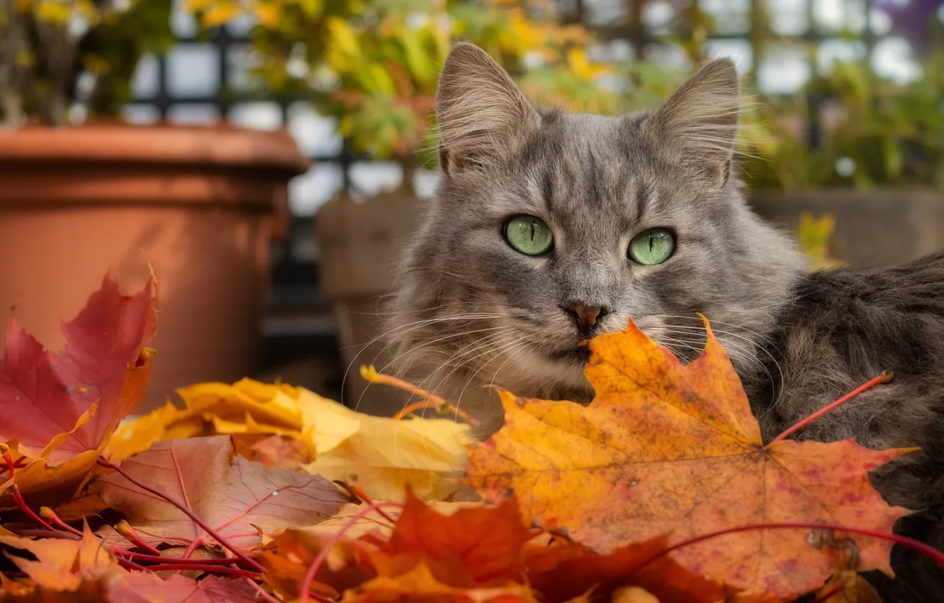 Photo wallpaper autumn, cat, cat, look, face, leaves, pose, grey