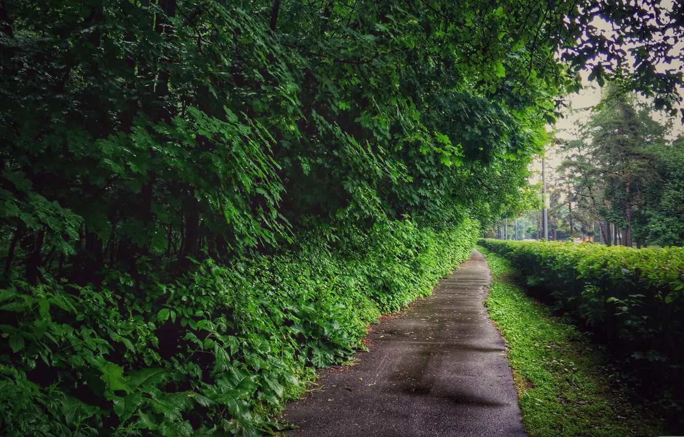 Photo wallpaper Greens, Nature, Tree, Road, Grass, Trees, Forest, The bushes