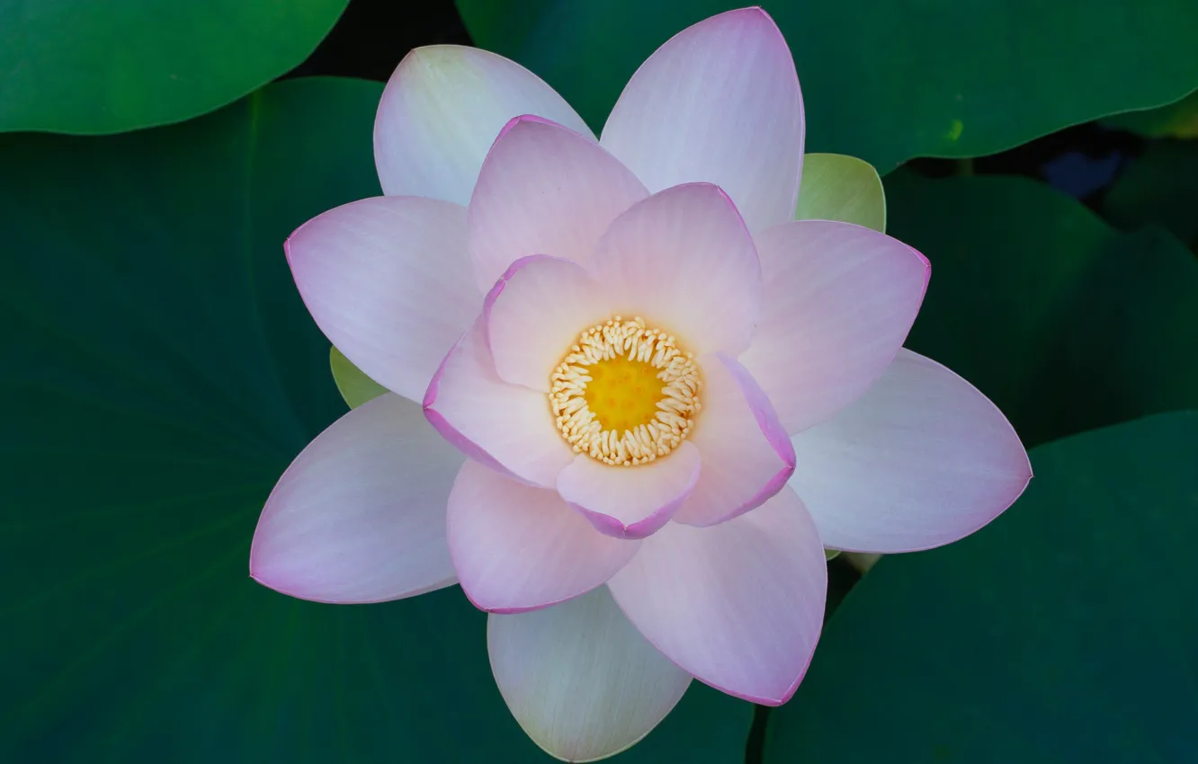 Photo wallpaper macro, petals, Lotus