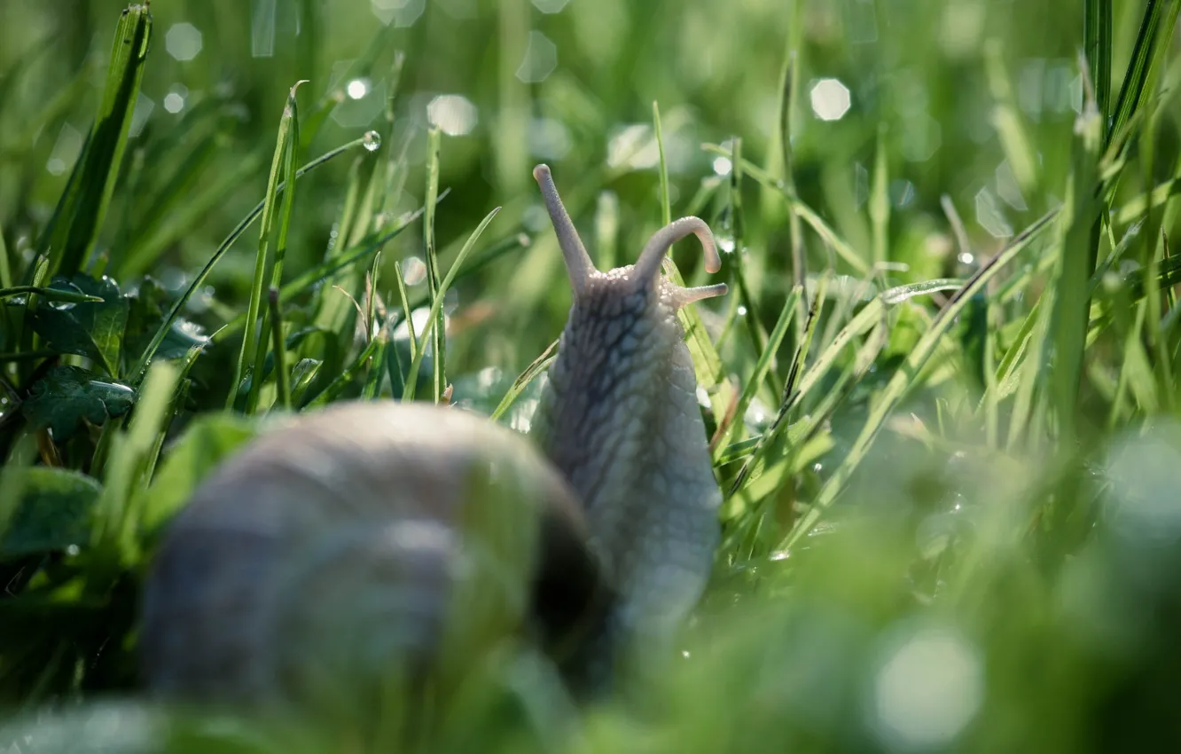 Photo wallpaper grass, drops, macro, nature, Rosa, snail, bokeh