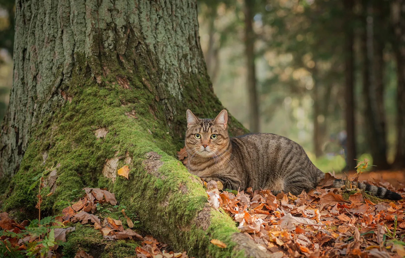 Photo wallpaper autumn, cat, look, tree, moss, fallen leaves, cat, Maxim Vyshar