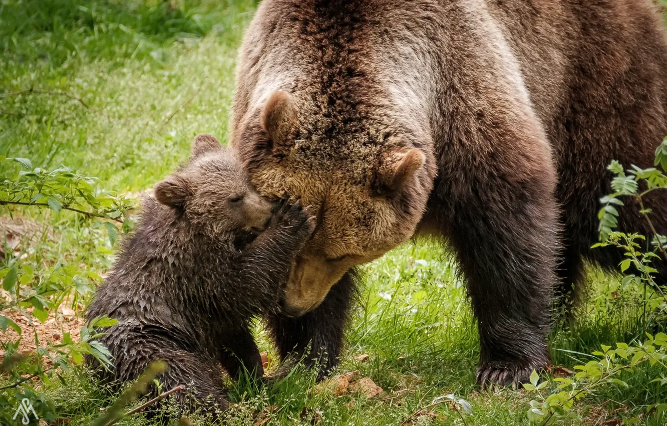 Photo wallpaper summer, nature, bear