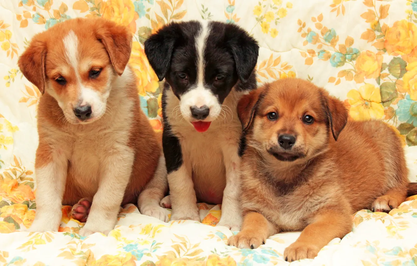 Photo wallpaper background, dog, puppy, company, Trinity, Wallpaper from lolita777, boys