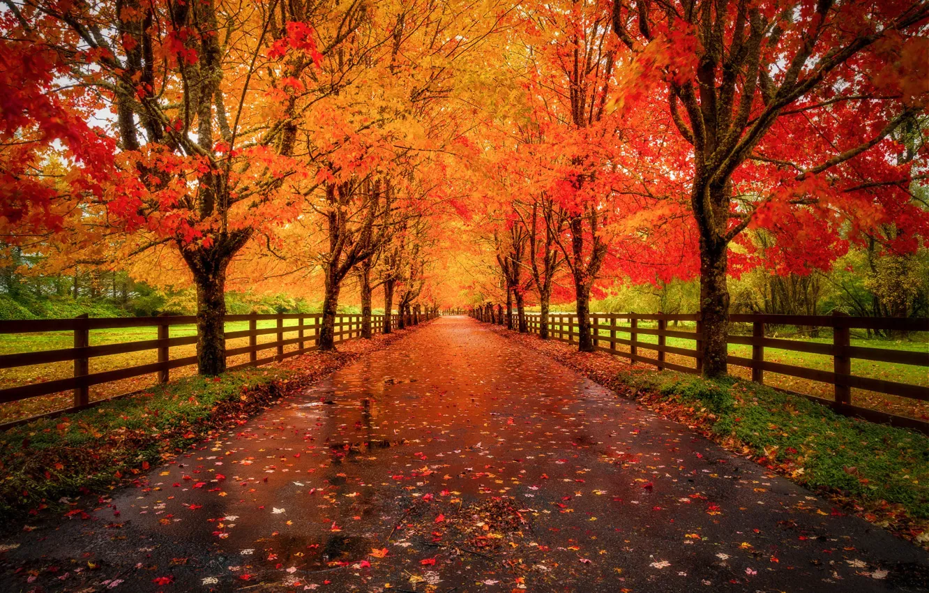 Photo wallpaper autumn, trees, Park, branch, foliage, the fence, puddle, the fence