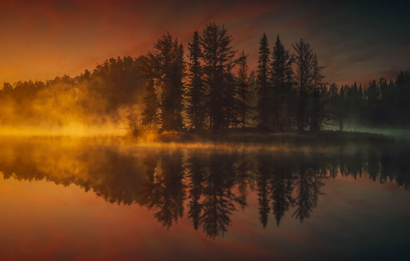 Photo wallpaper forest, trees, fog, lake, beauty