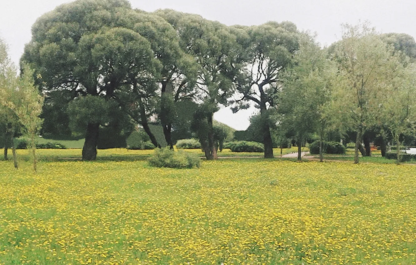 Photo wallpaper summer, landscape, August 2024