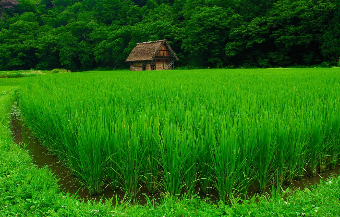 Photo wallpaper field, forest, house