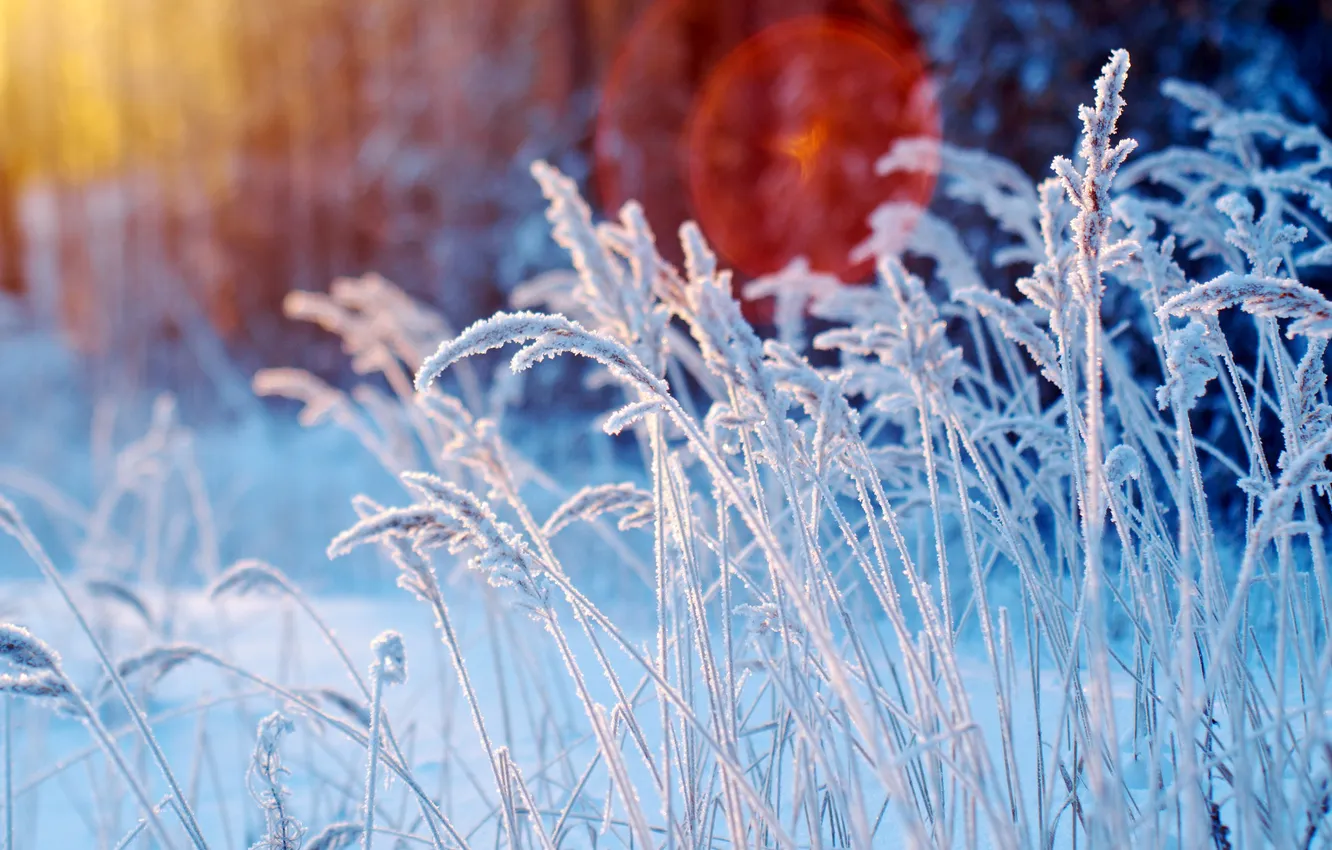 Photo wallpaper winter, frost, grass, snow, trees, nature, frost