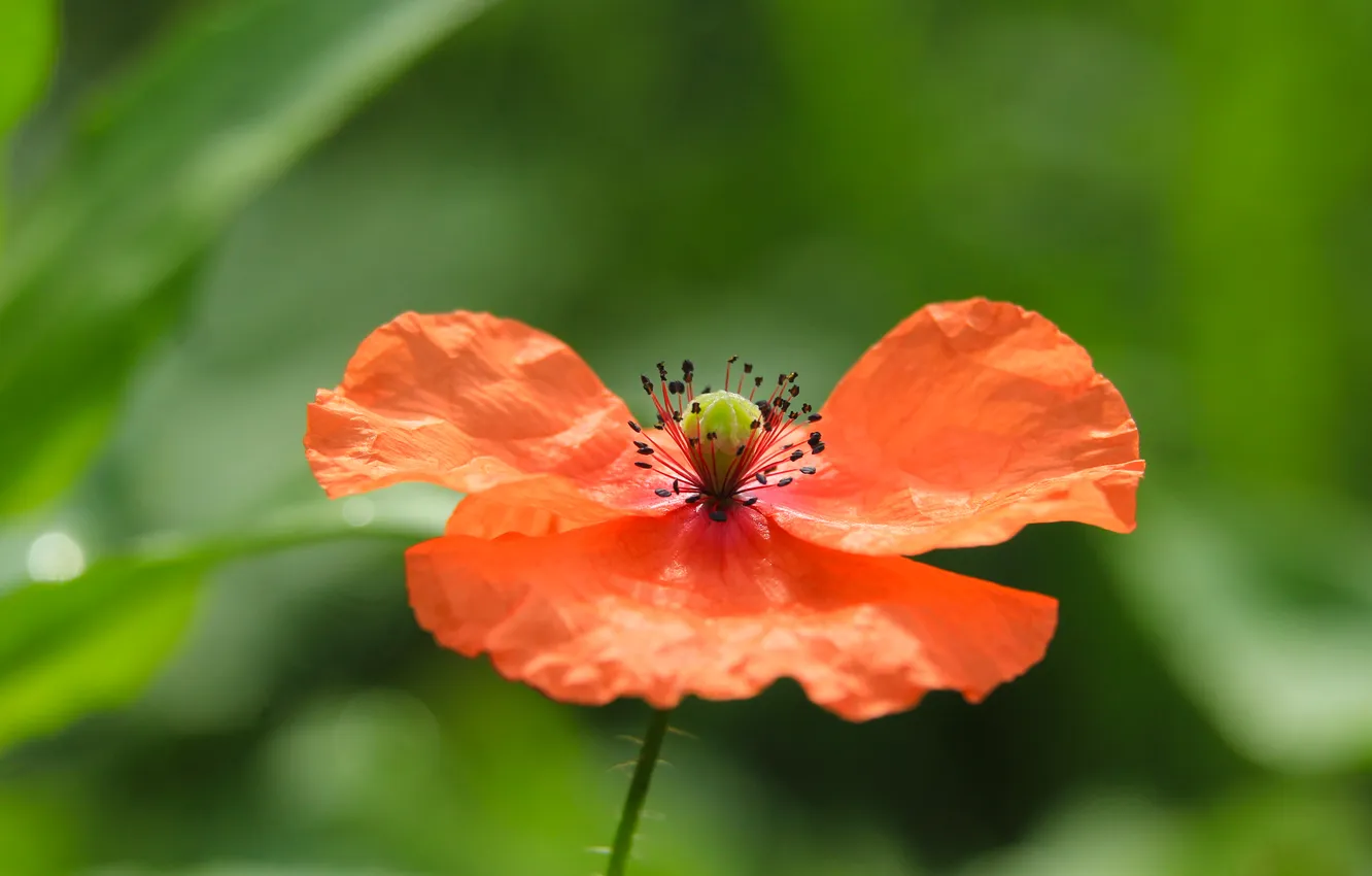 Photo wallpaper red, flower, poppy