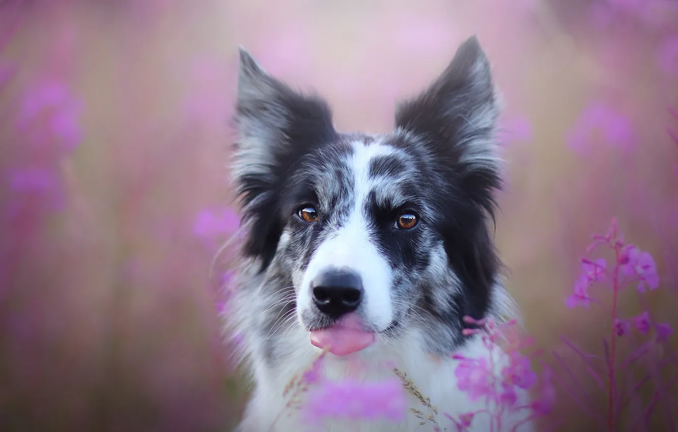 Photo wallpaper language, look, flowers, portrait, dog, pink background, the border collie, Ivan-tea