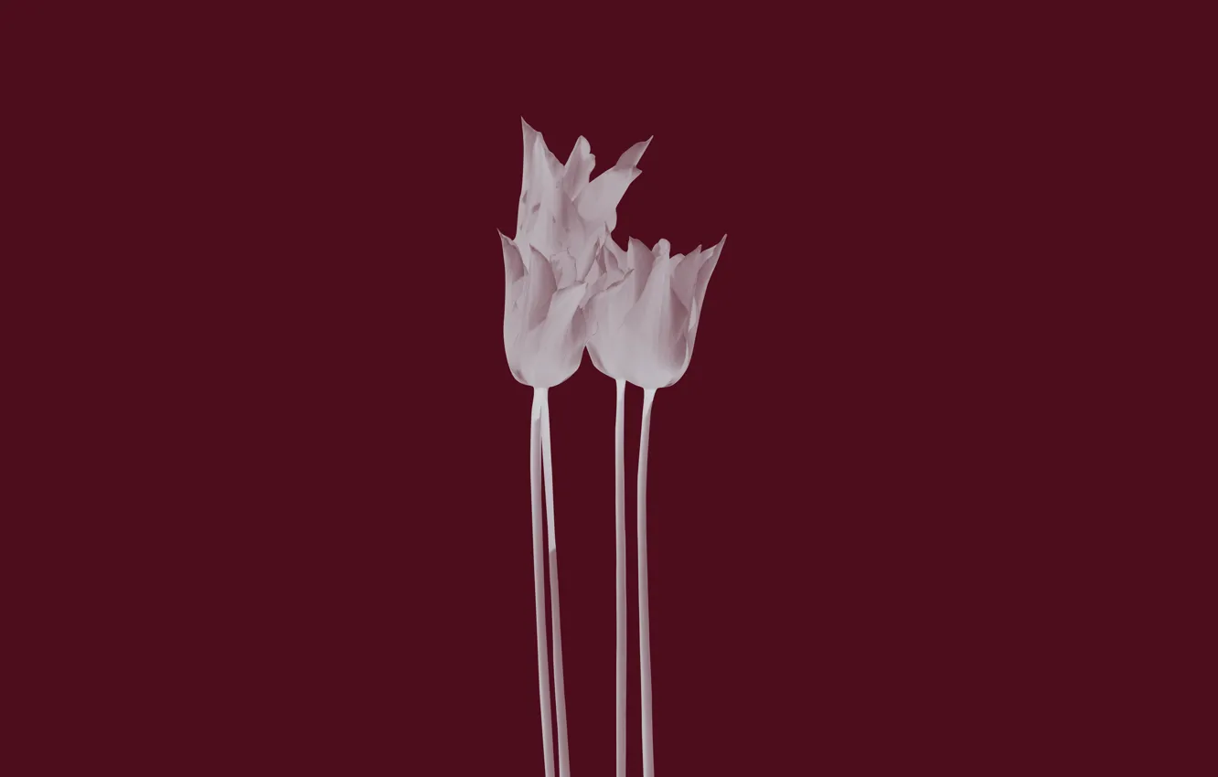 Photo wallpaper flowers, minimalism, tulips