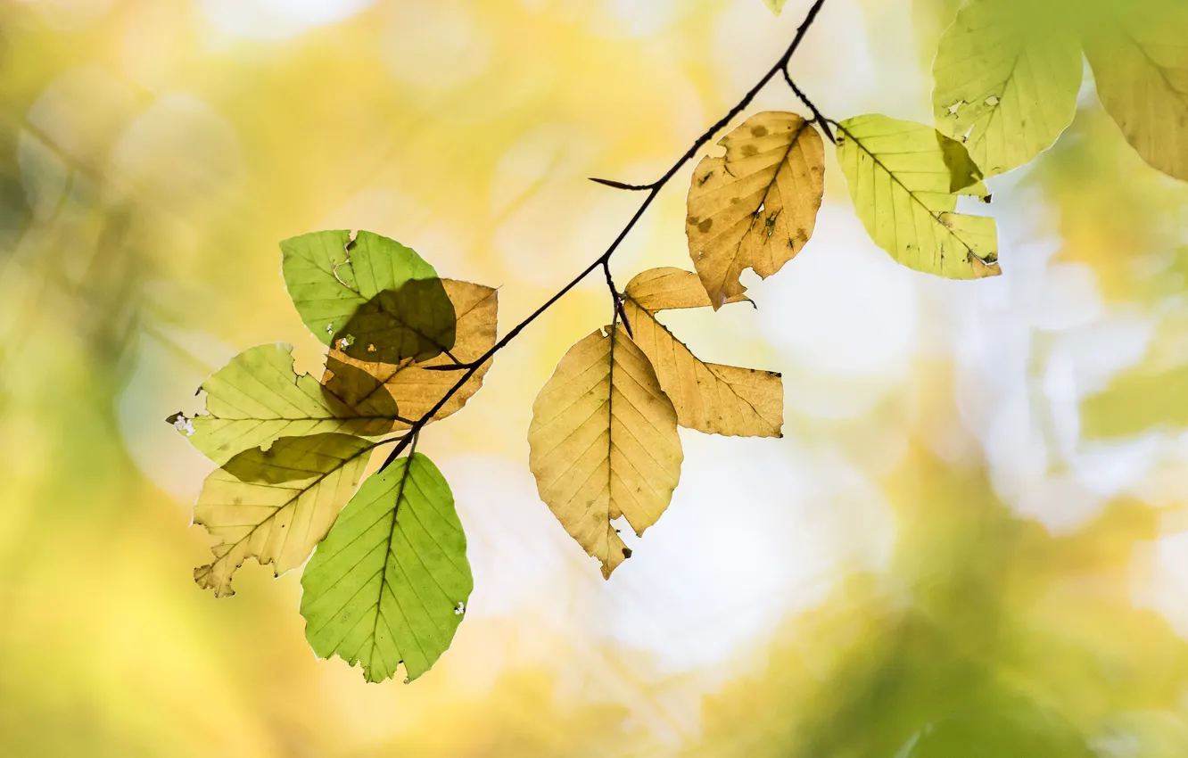 Photo wallpaper autumn, leaves, branches