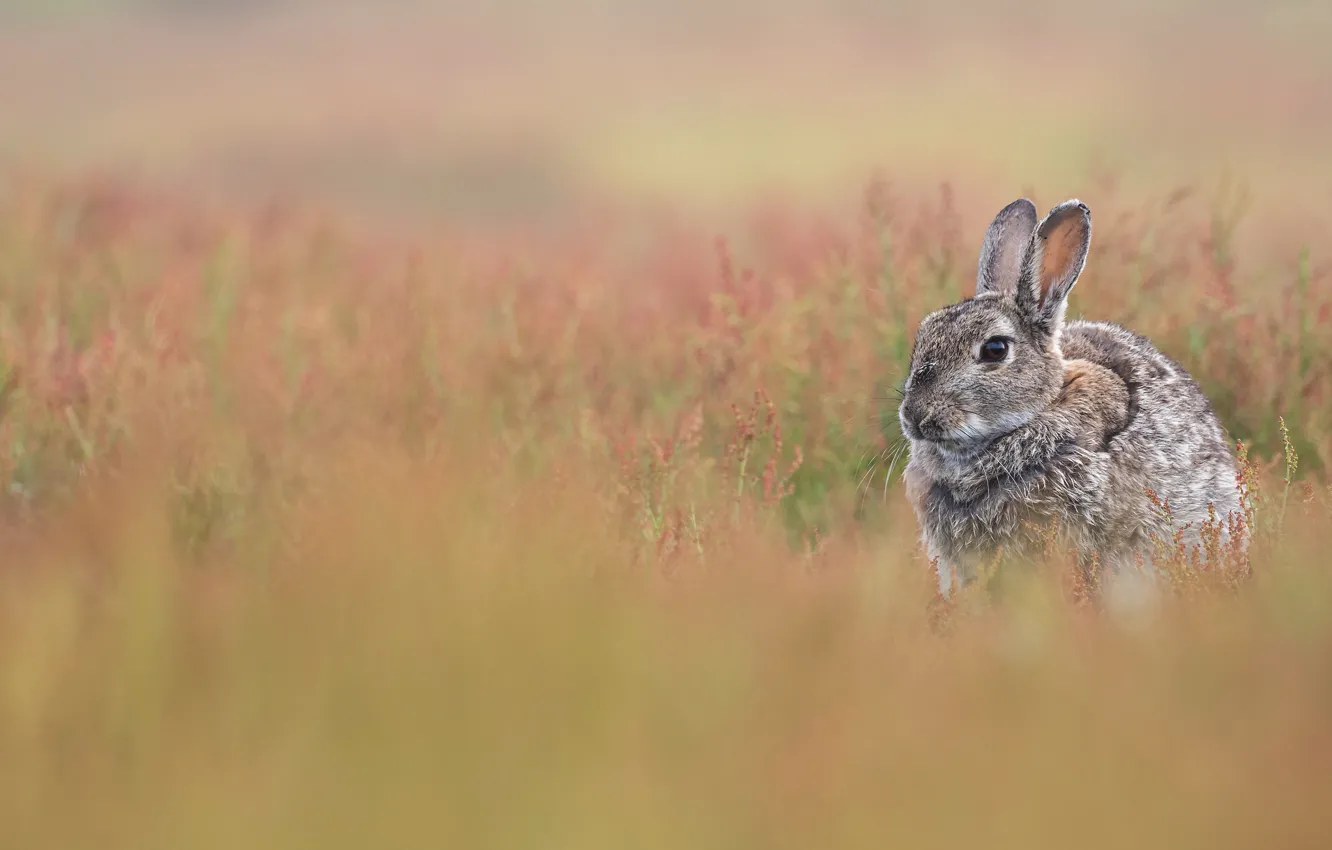 Photo wallpaper glade, hare, rabbit, bokeh