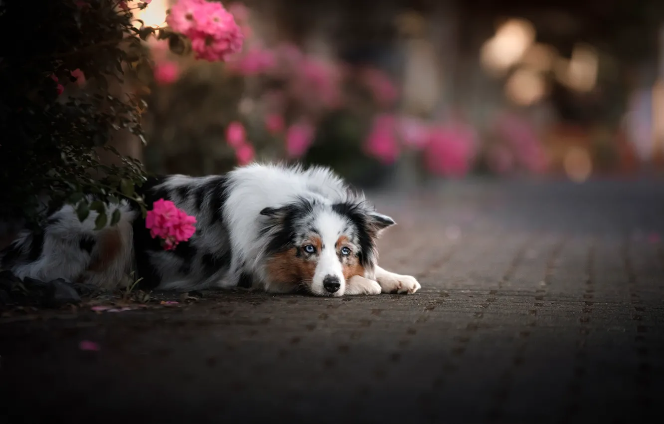 Photo wallpaper look, flowers, dog, bokeh, Australian shepherd, Aussie