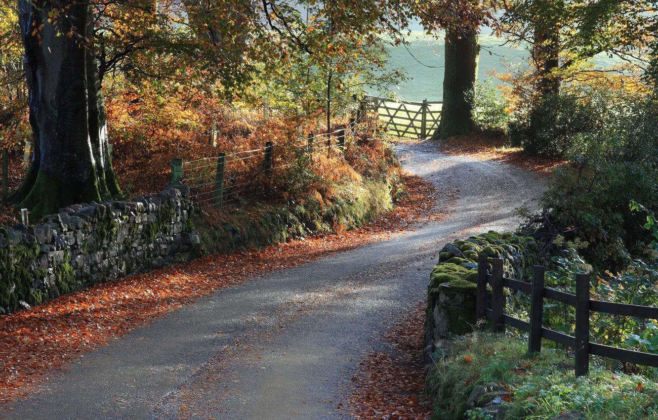 Photo wallpaper road, trees, landscape