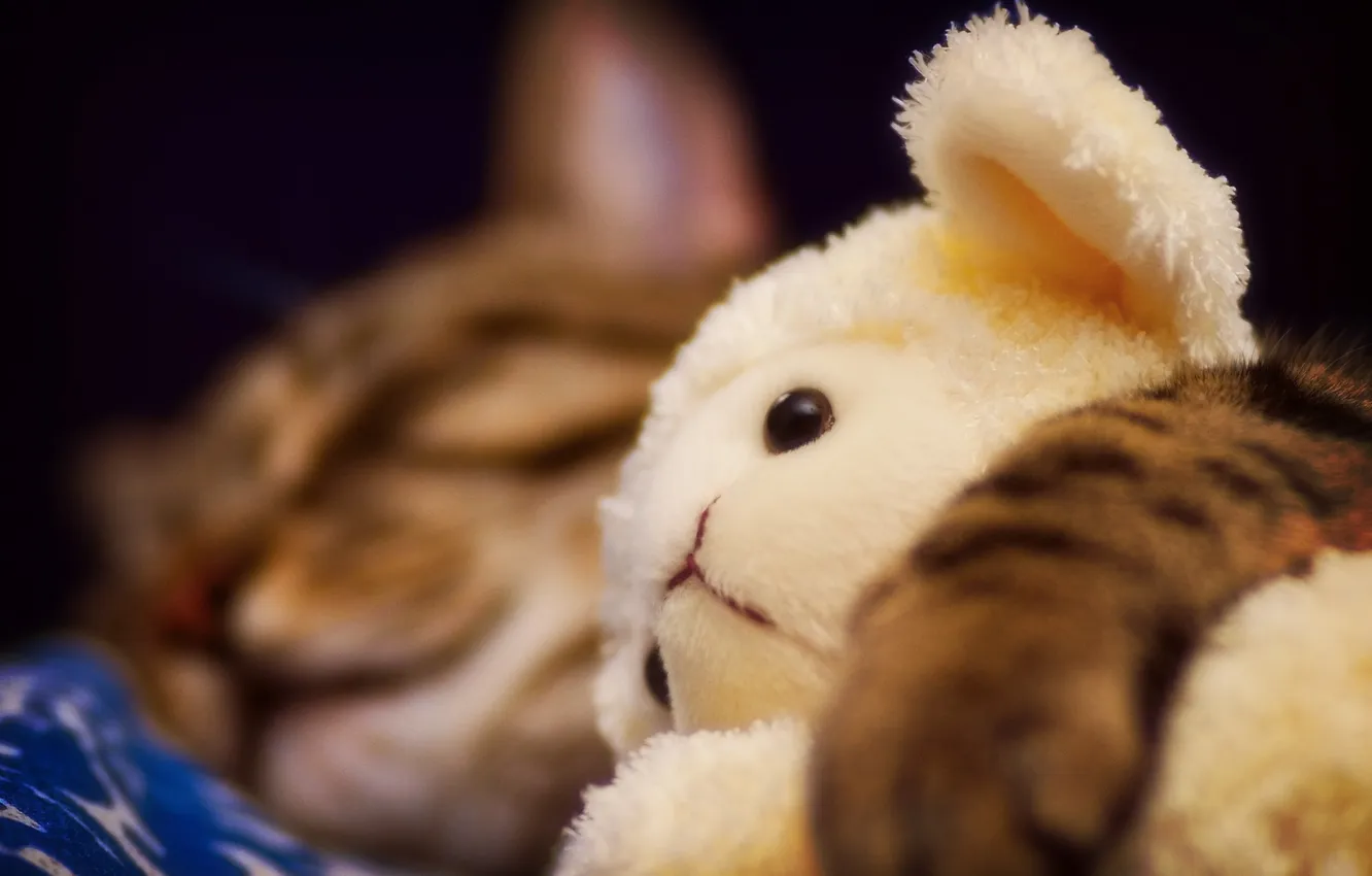 Photo wallpaper cat, toy, sleeping, sheep, soft