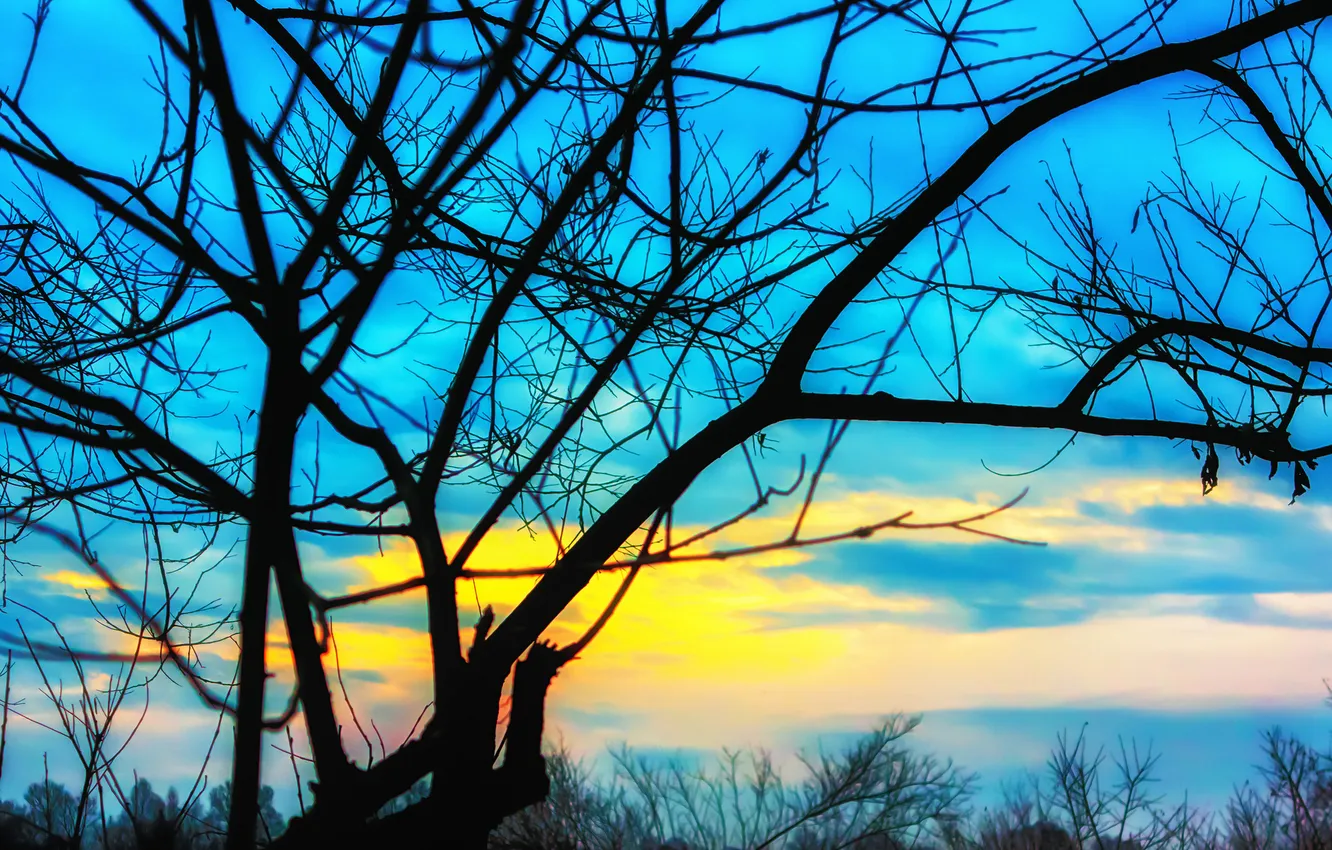 Photo wallpaper the sky, clouds, trees, sunset, silhouette