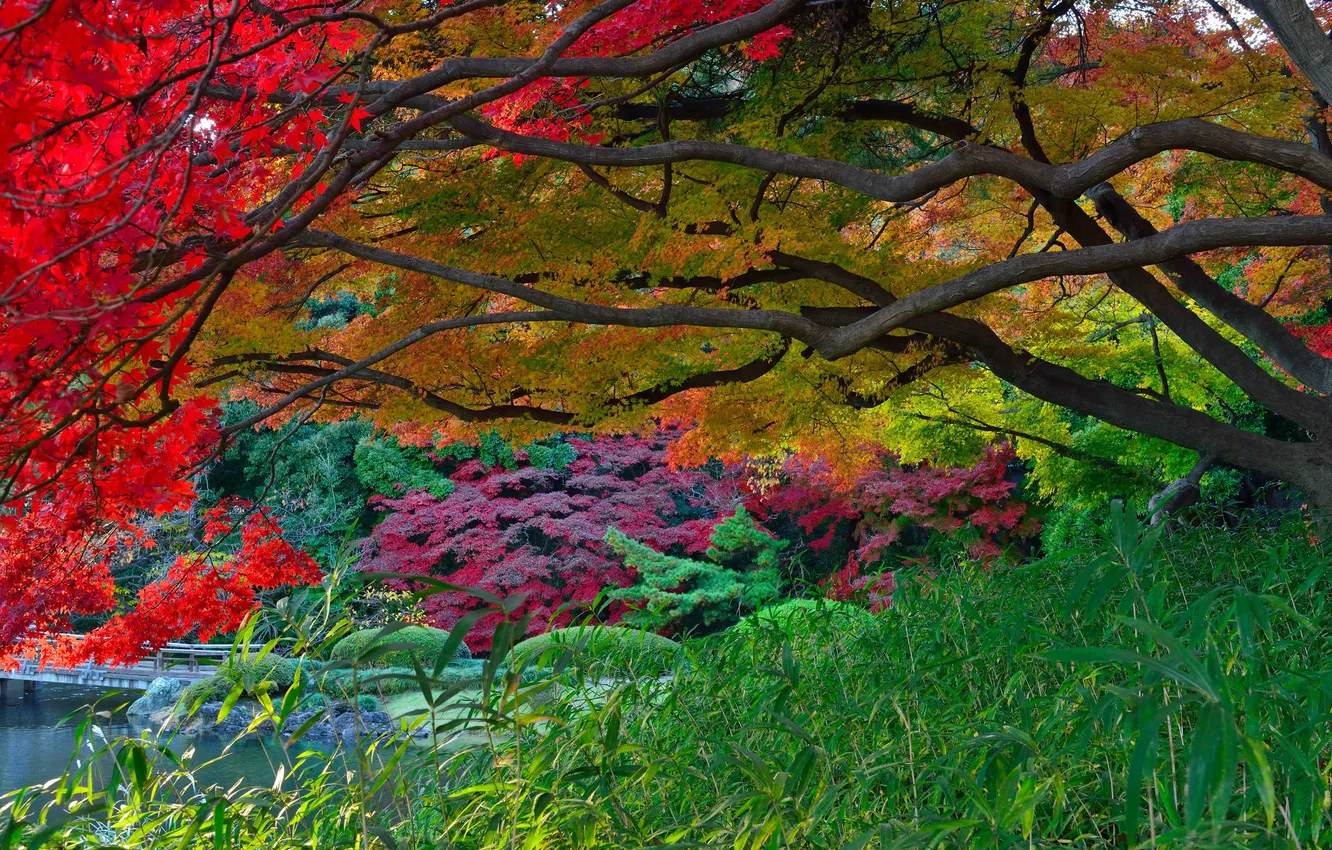Photo wallpaper autumn, leaves, trees, lake, Park, Japan, garden, the bridge