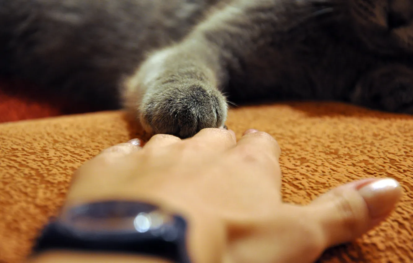 Photo wallpaper GREY, HAND, CAT, PAW, TOUCH
