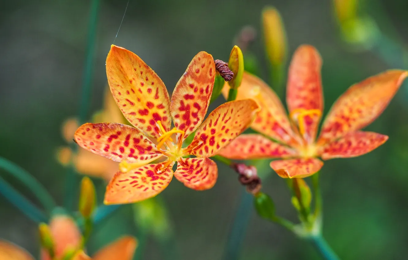 Photo wallpaper macro, web, petals, inflorescence
