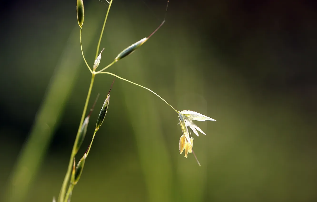Photo wallpaper grass, macro, nature