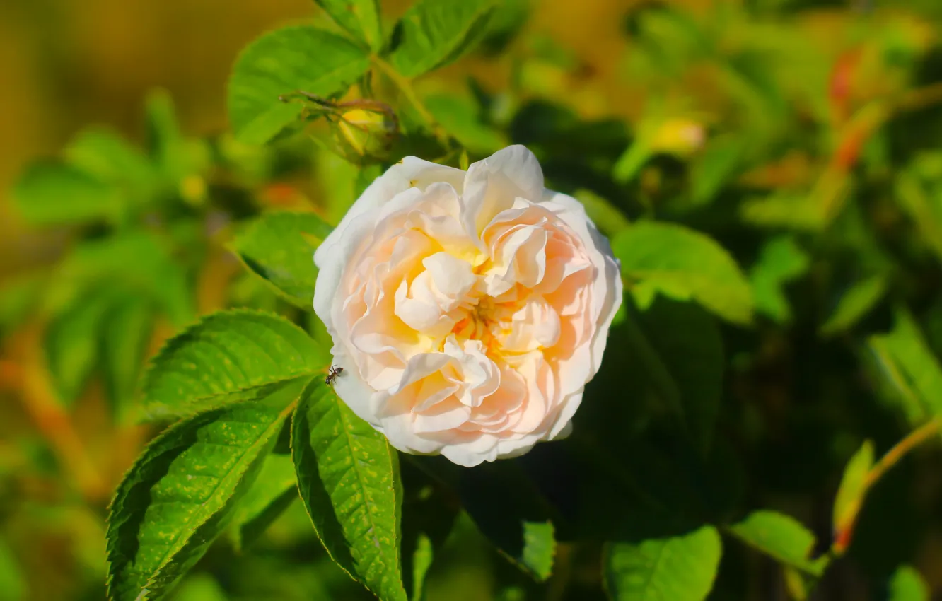 Photo wallpaper rose, flower, garden