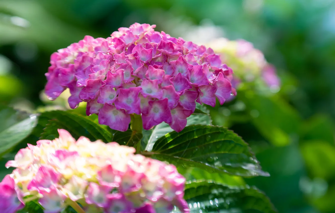 Photo wallpaper macro, bokeh, hydrangea, inflorescence
