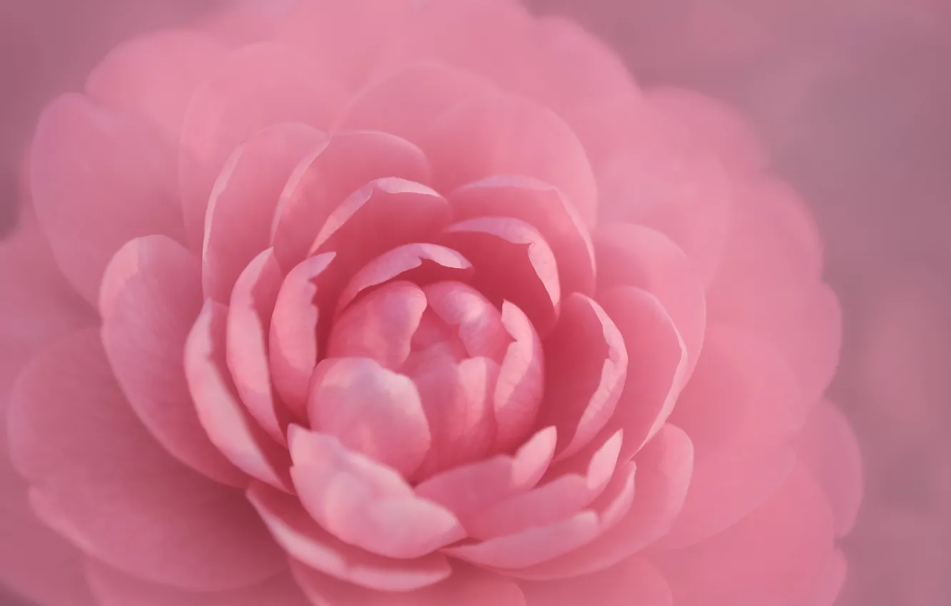 Photo wallpaper macro, petals, Camellia