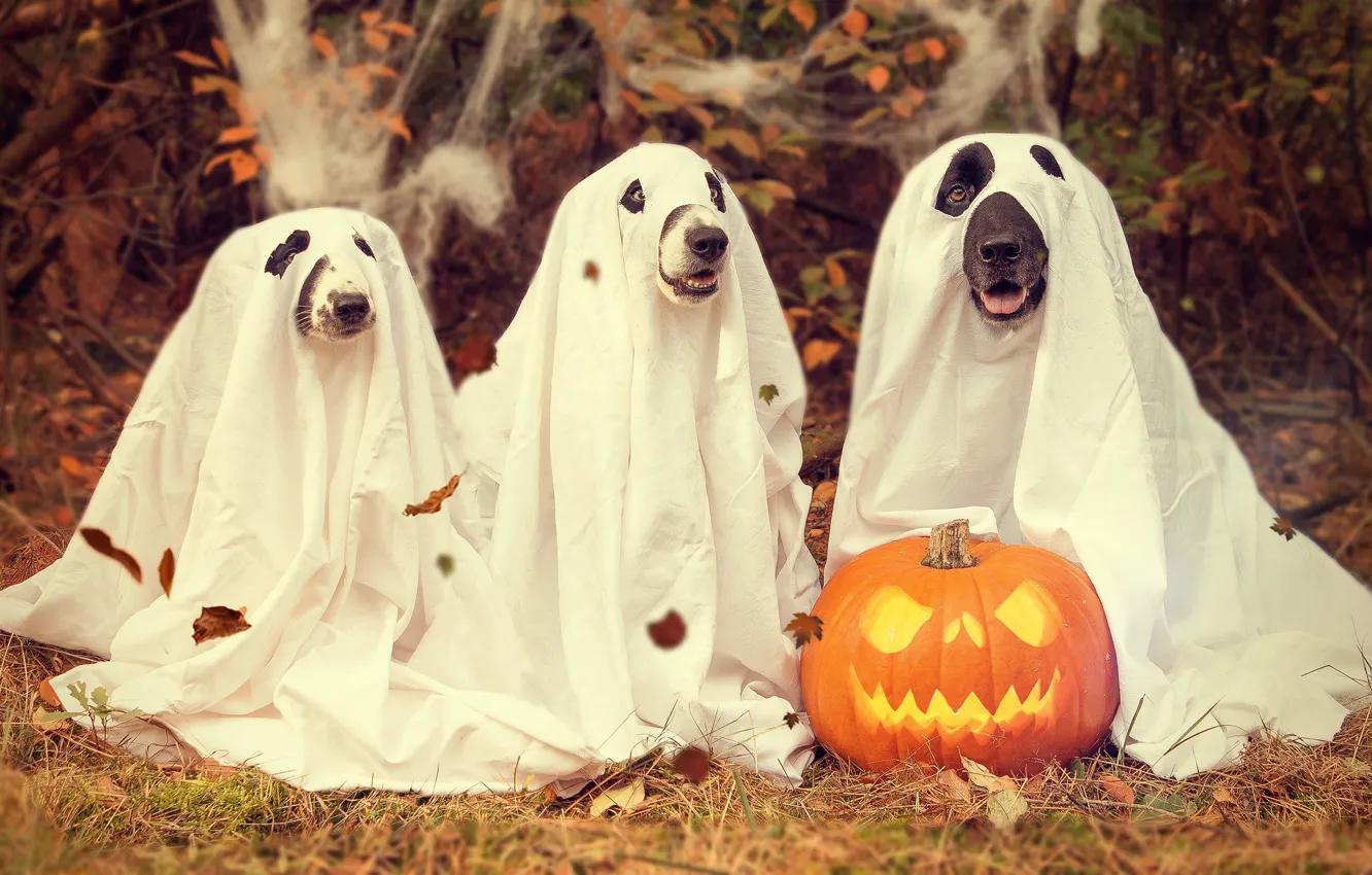 Photo wallpaper autumn, dogs, nature, costume, holes, outfit, pumpkin, image