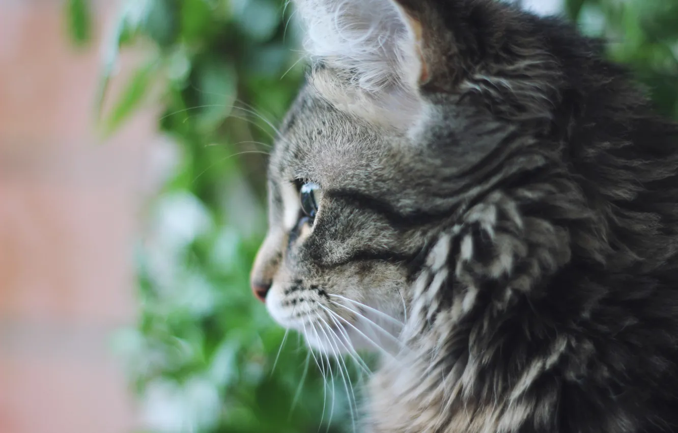 Photo wallpaper cat, cat, mercy