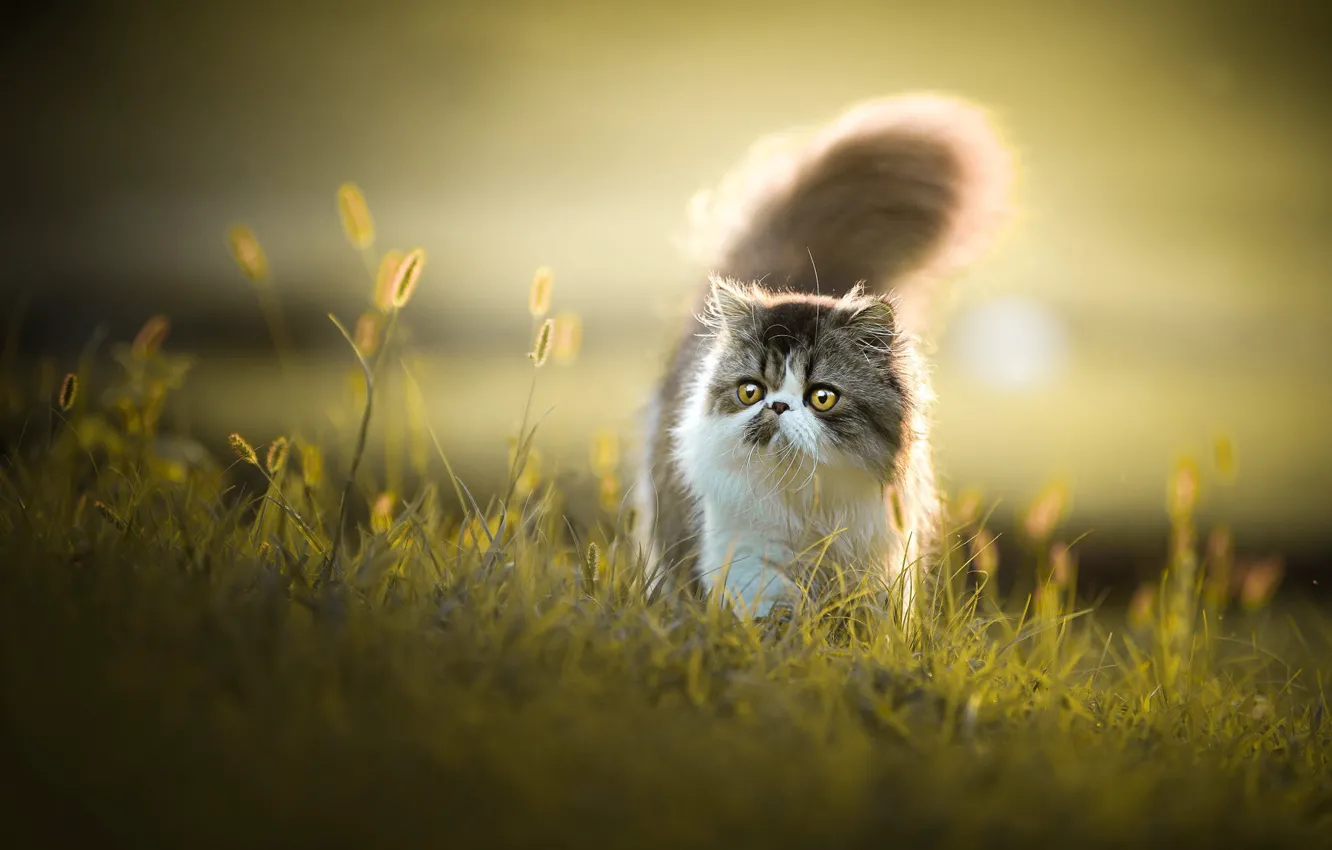 Photo wallpaper cat, summer, grass, cat, look, light, nature, glade