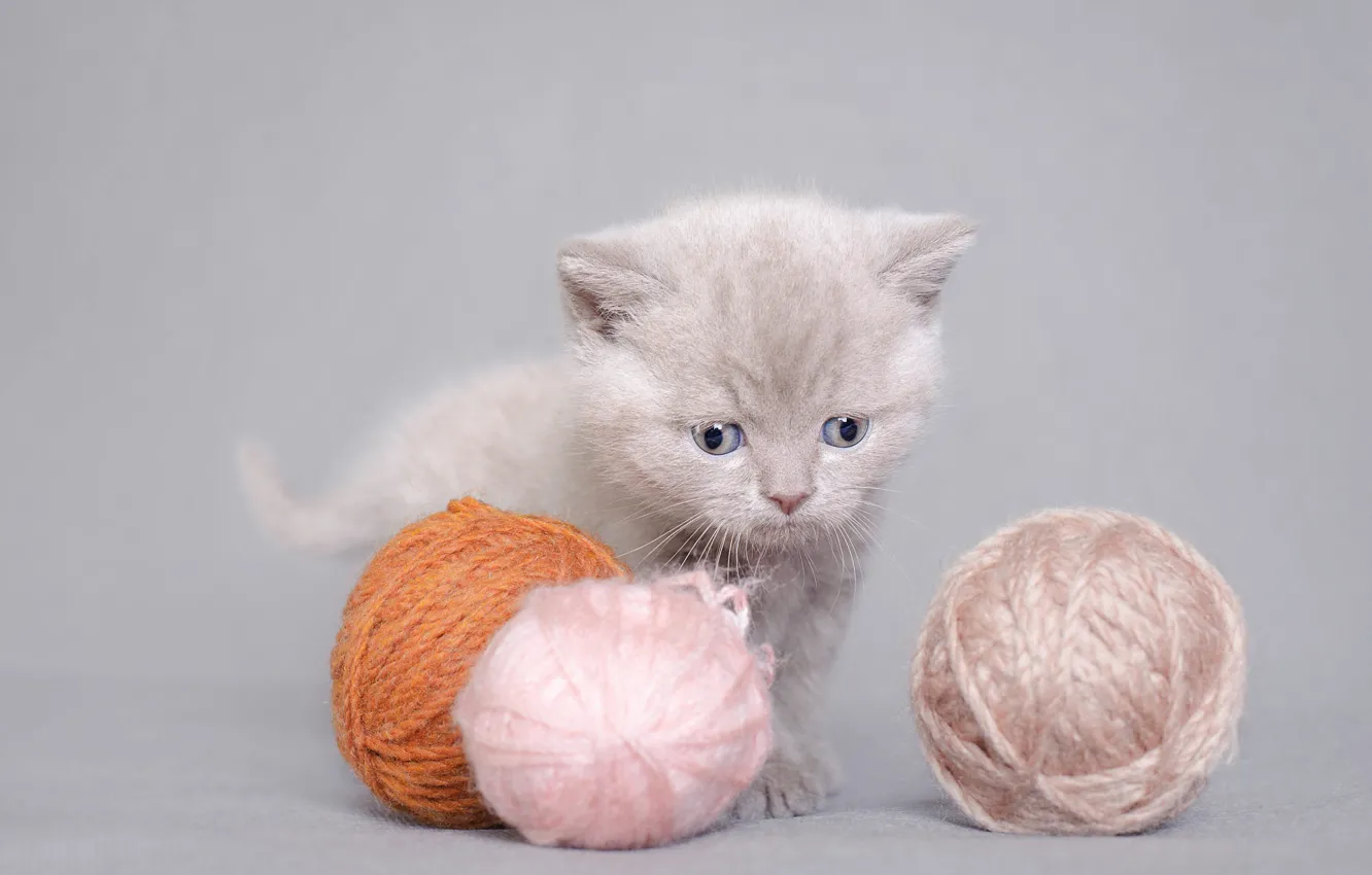 Photo wallpaper cat, tangle, kitty, grey, background, baby, thread, face