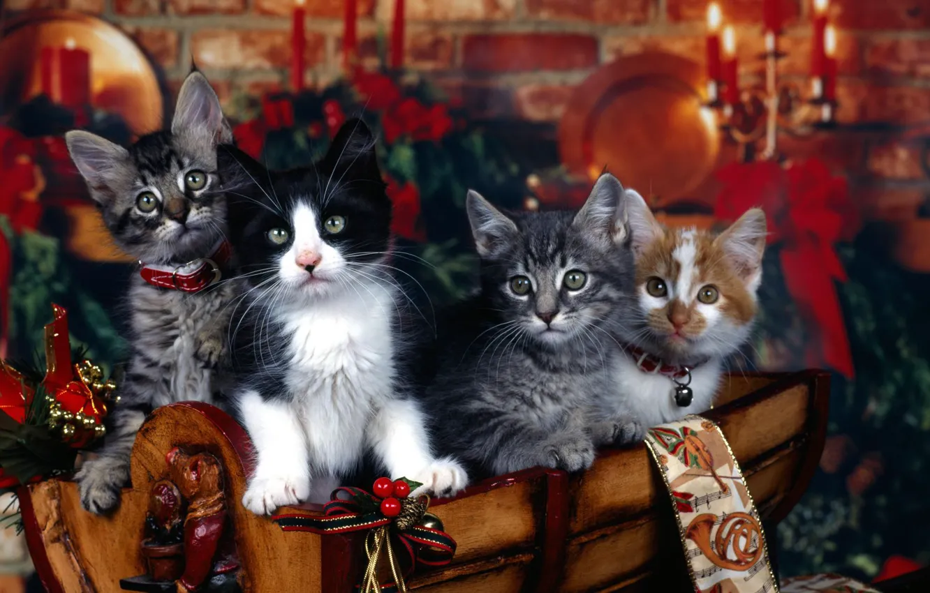Photo wallpaper cats, holiday, cats, new year, kittens, collar, Christmas decorations, four
