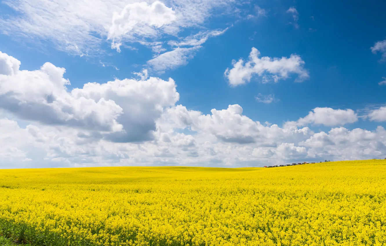 Photo wallpaper field, summer, the sky, clouds, yellow, blue, rape