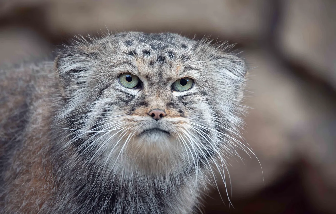 Photo wallpaper eyes, cat, look, face, grey, animal, predator, manul