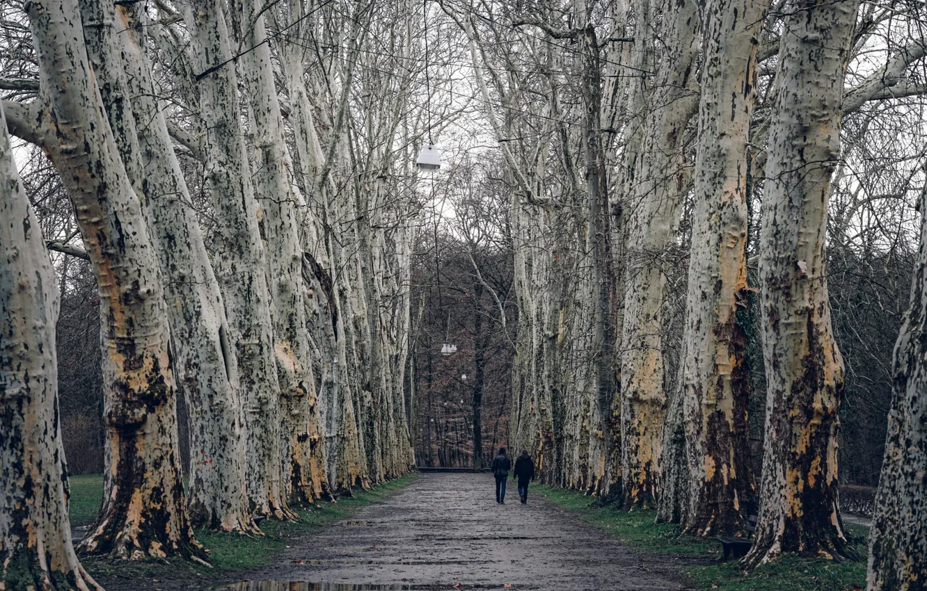 Photo wallpaper nature, Park, alley