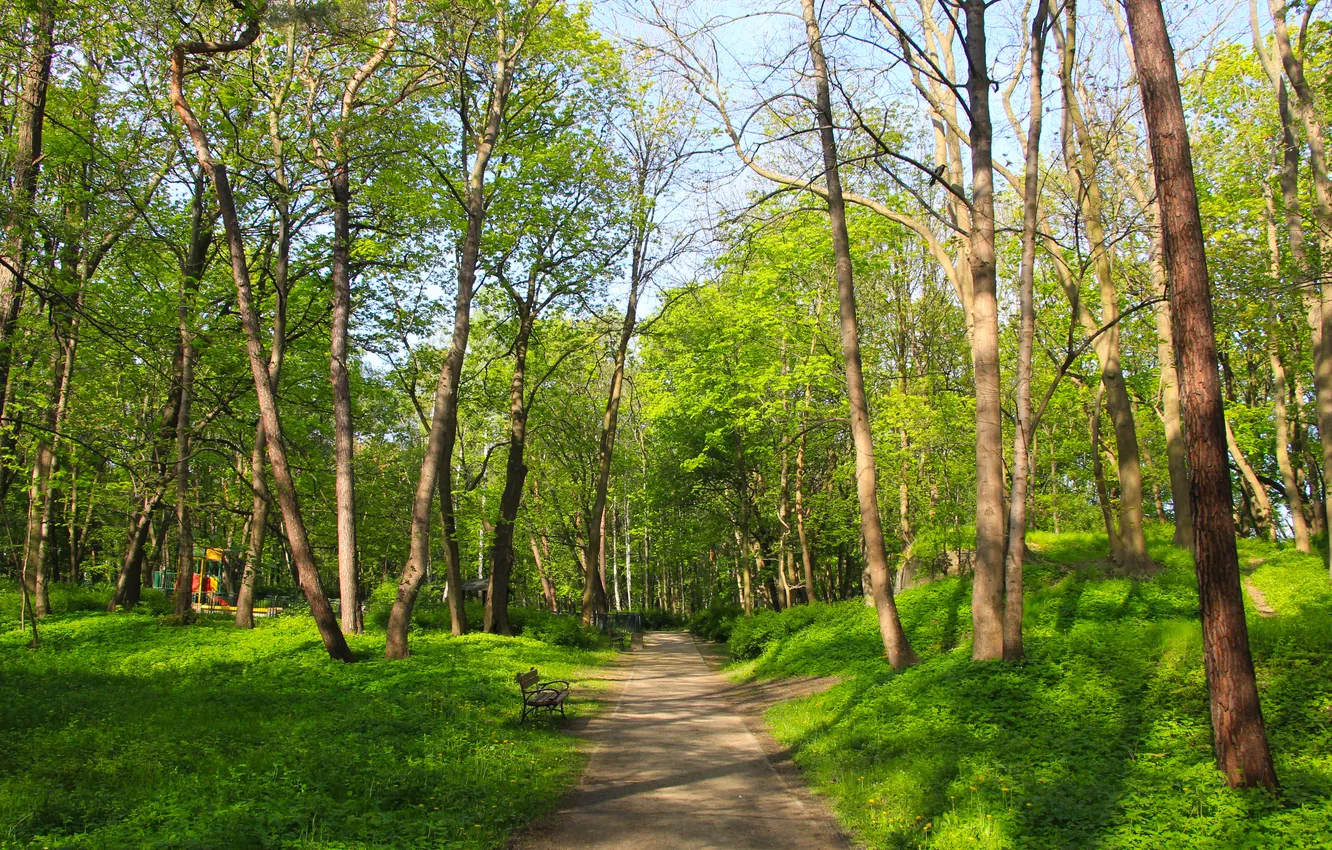 Photo wallpaper trees, park, spring, alley