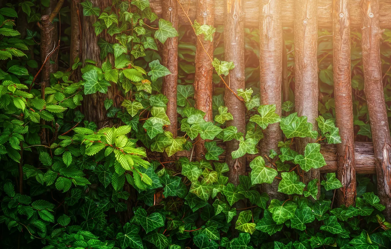 Photo wallpaper leaves, branches, the fence, treatment, ivy