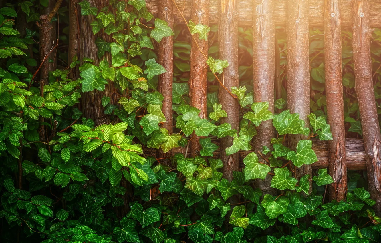 Photo wallpaper leaves, branches, the fence, treatment, Ivy