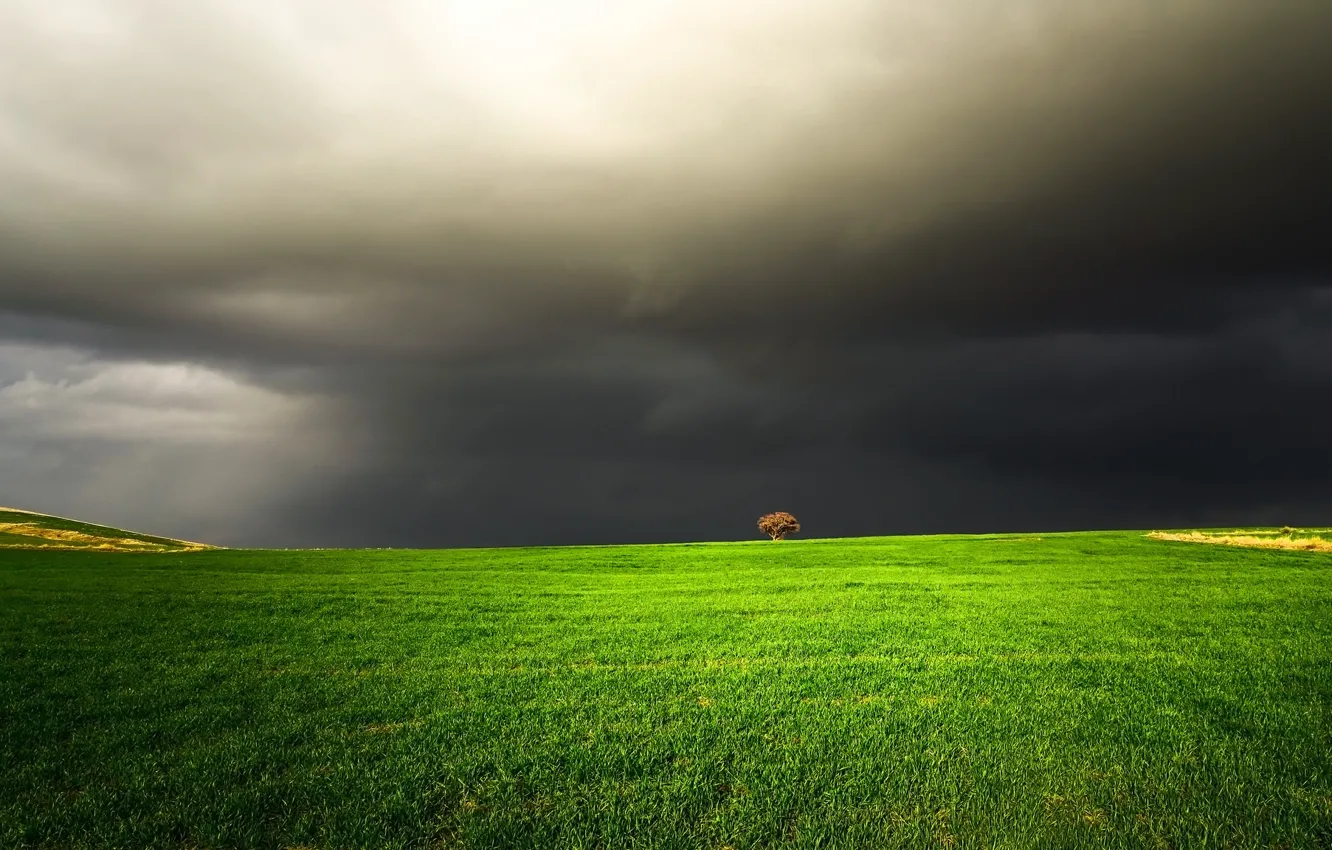 Photo wallpaper field, trees, clouds